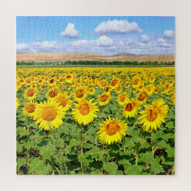 Sunflower field jigsaw puzzle (Vertical)