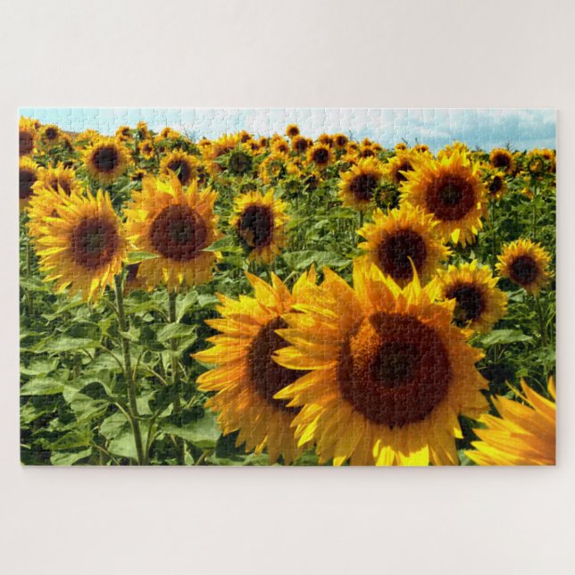 Sunflower Field Jigsaw Puzzle (Horizontal)