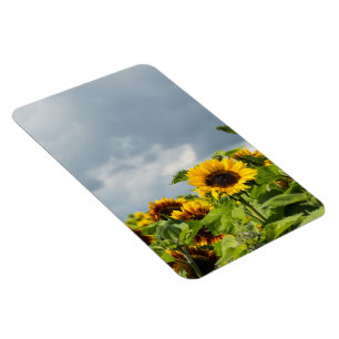 Sunflower Field Magnet