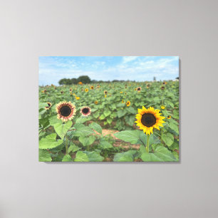 Sunflower Field Nature Photograph Canvas Print