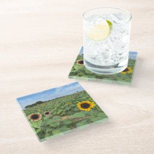 Sunflower Field Nature Photograph Glass Coaster