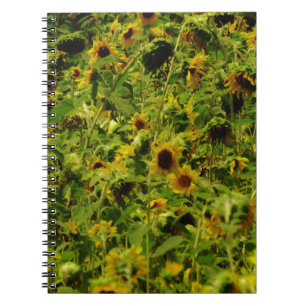 Sunflower field notebook
