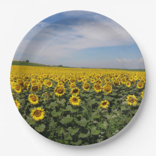 Sunflower Field Paper Plates