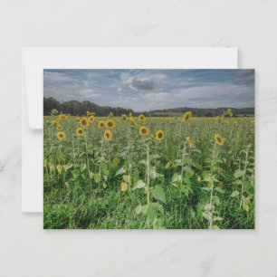 "Sunflower Field" Photo Postcard