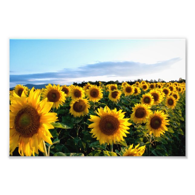 Sunflower Field Photo Print (Front)