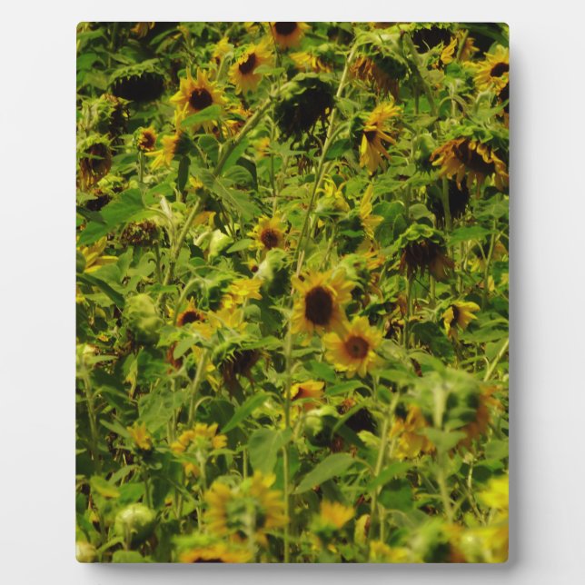 Sunflower field plaque (Front)