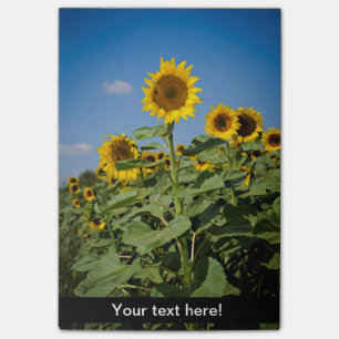 Sunflower field post-it notes