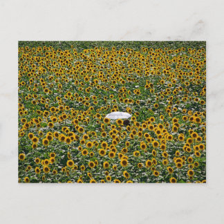 Sunflower Field Postcard