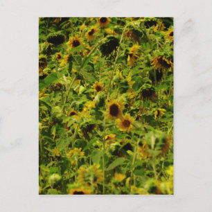 Sunflower field postcard