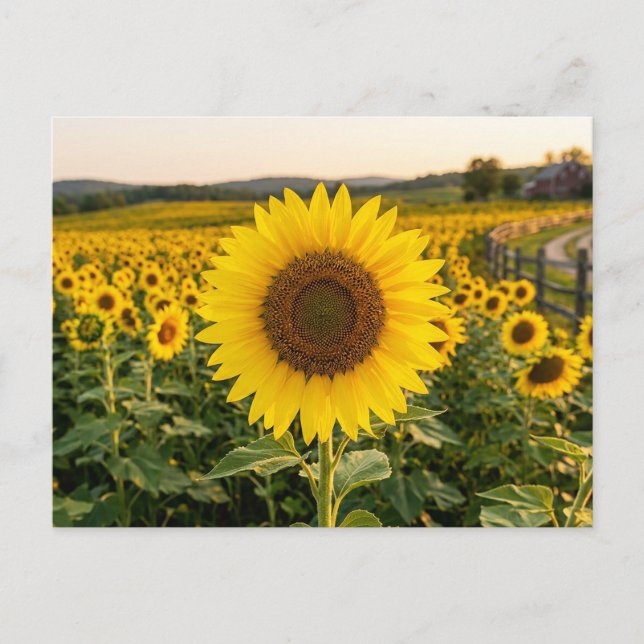 Sunflower Field Postcard (Front)