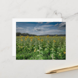 "Sunflower Field"  Postcard