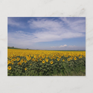 Sunflower Field Postcard
