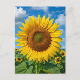 SUNFLOWER FIELD POSTCARD