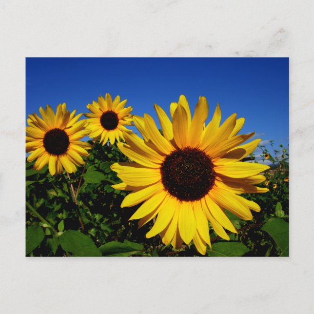 Sunflower Field Postcard (Front)
