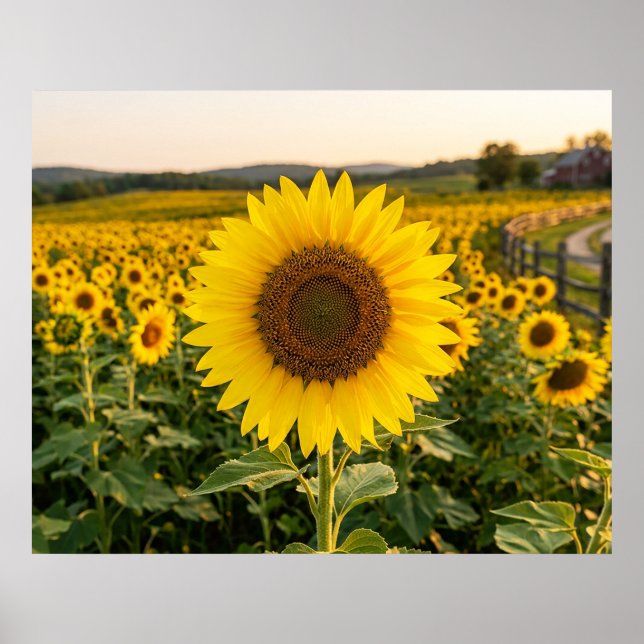 Sunflower Field Poster (Front)