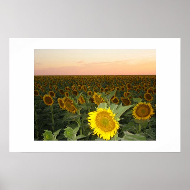 Sunflower Field Poster (Front)