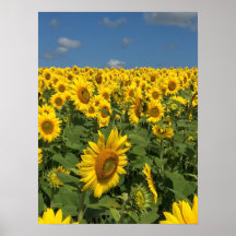 Sunflower Field