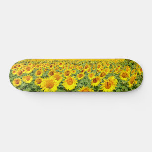 Sunflower field skateboard