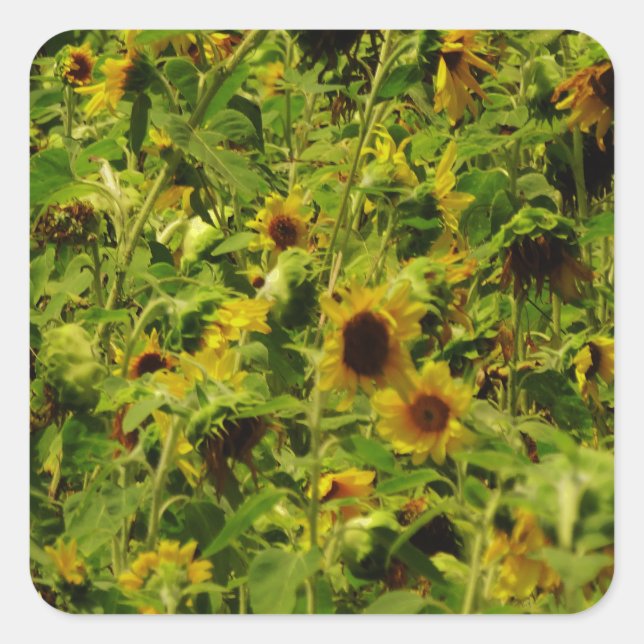 Sunflower field square sticker (Front)