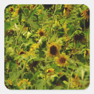 Sunflower field square sticker