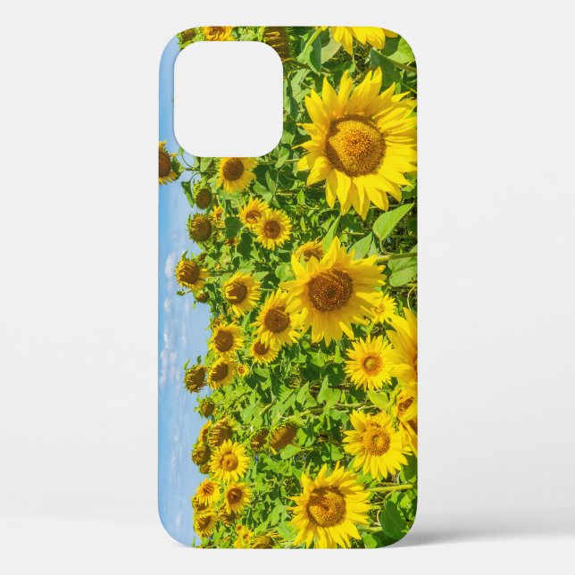 Sunflower field, summer sunny day. Case-Mate iPhone case (Back)