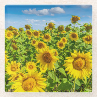 Sunflower field, summer sunny day. glass coaster