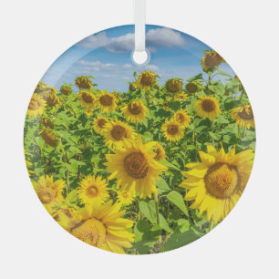 Sunflower field, summer sunny day. glass tree decoration