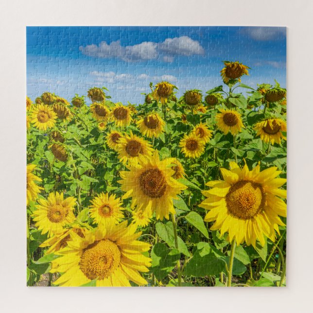 Sunflower field, summer sunny day. jigsaw puzzle (Vertical)