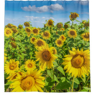 Sunflower field, summer sunny day. shower curtain