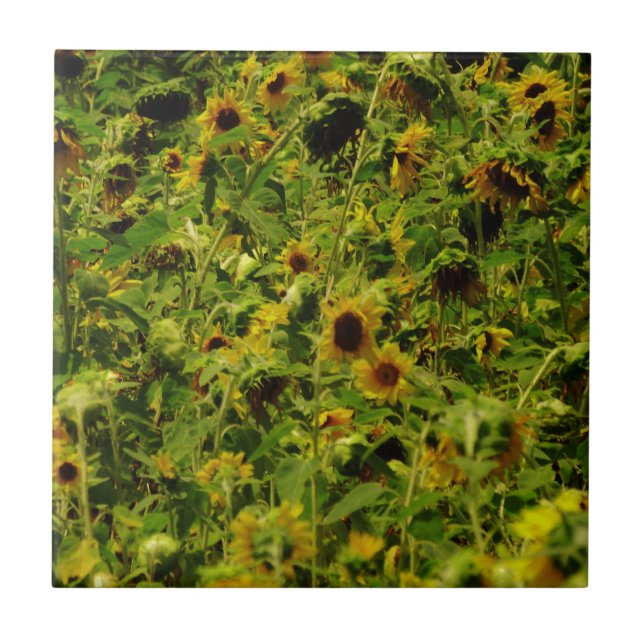 Sunflower field tile (Front)