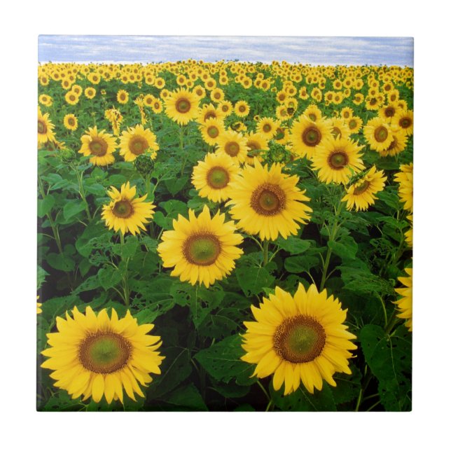 sunflower field tile (Front)