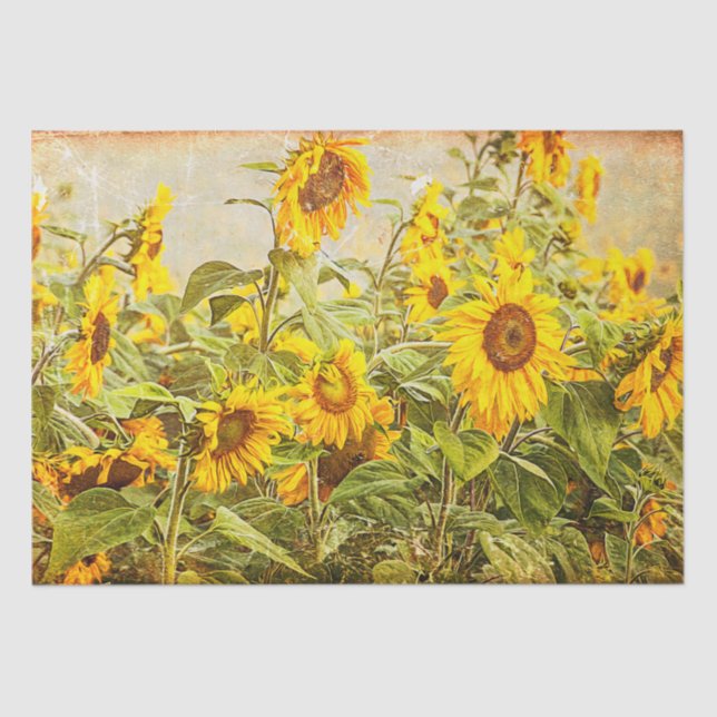 Sunflower Field Vintage Antique Yellow Decoupage Tissue Paper (Front)