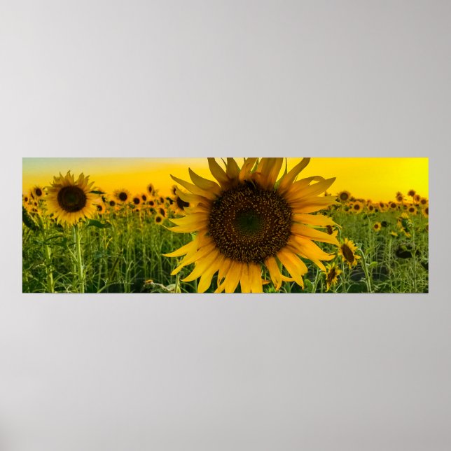 Sunflower Field with a Golden Sky Poster (Front)