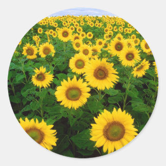 Sunflower Field Yellow Flowers Classic Round Sticker