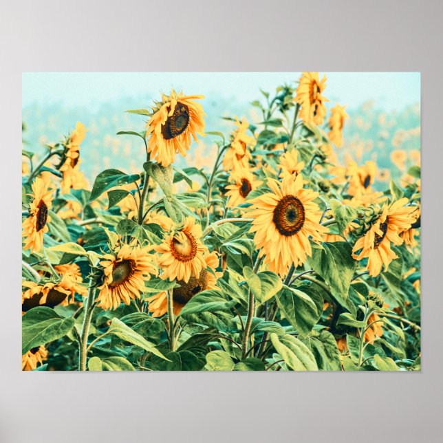 Sunflower Field Yellow Teal Floral Garden Art Poster (Front)