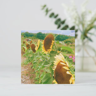 Sunflower Fields
