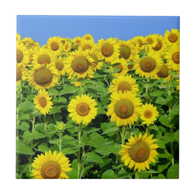 Sunflower Fields Ceramic Tile (Front)