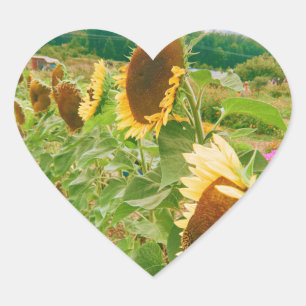 Sunflower Fields Heart Sticker