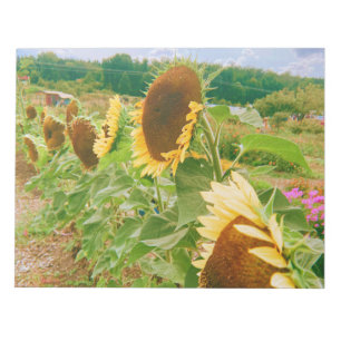 Sunflower Fields Notepad