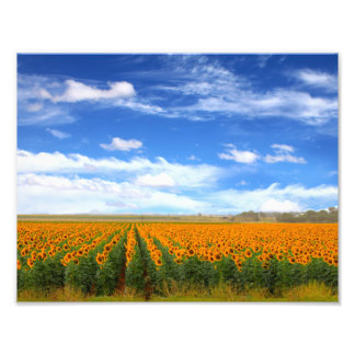 Sunflower Fields - Photo Enlargement