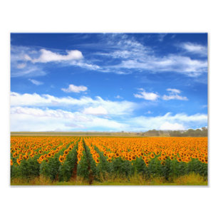 Sunflower Fields - Photo Enlargement Print