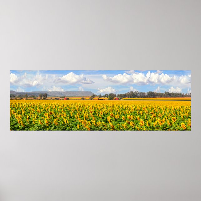 Sunflower Fields Poster (Front)