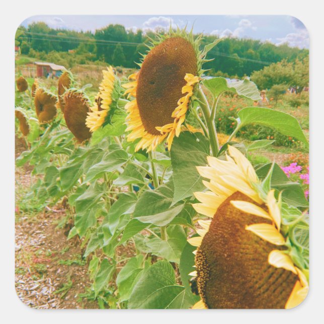 Sunflower Fields Square Sticker (Front)