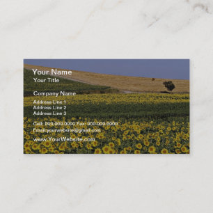 Sunflower fields, Tuscany, Italy flowers Business Card