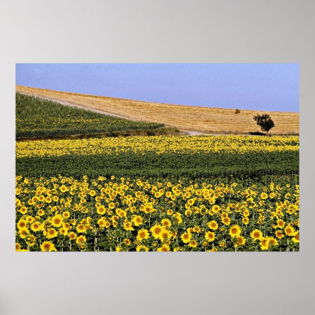 Sunflower fields, Tuscany, Italy  flowers Poster (Front)