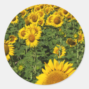 Sunflower fields, white hill town of Bornos Classic Round Sticker