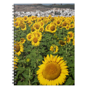 Sunflower fields, white hill town of Bornos Notebook