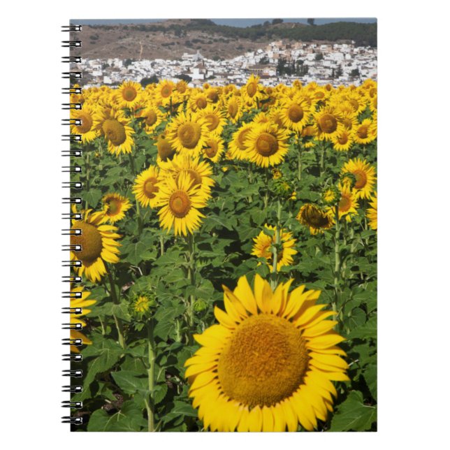Sunflower fields, white hill town of Bornos Notebook (Front)