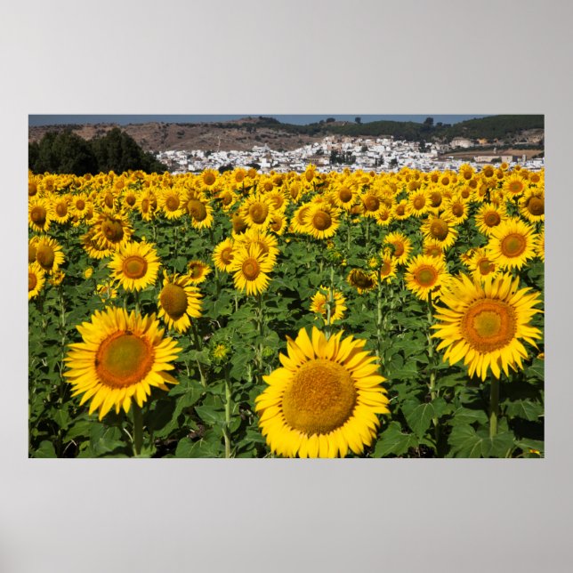 Sunflower fields, white hill town of Bornos Poster (Front)