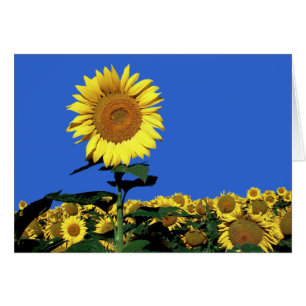 Sunflower Floral Blank Greeting Note Card